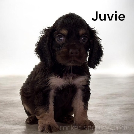 puppy, for, sale, Cocker Spaniel, Joe & Cherri  Overlease, dog, breeder, Miller, MO, dog-breeder, puppy-for-sale, forsale, nearby, find, puppyfind, locator, puppylocator, aca
